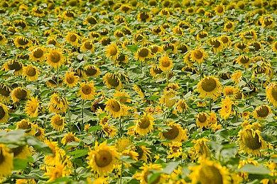 开放世界动作冒险《红色沙漠》确认参加科隆展